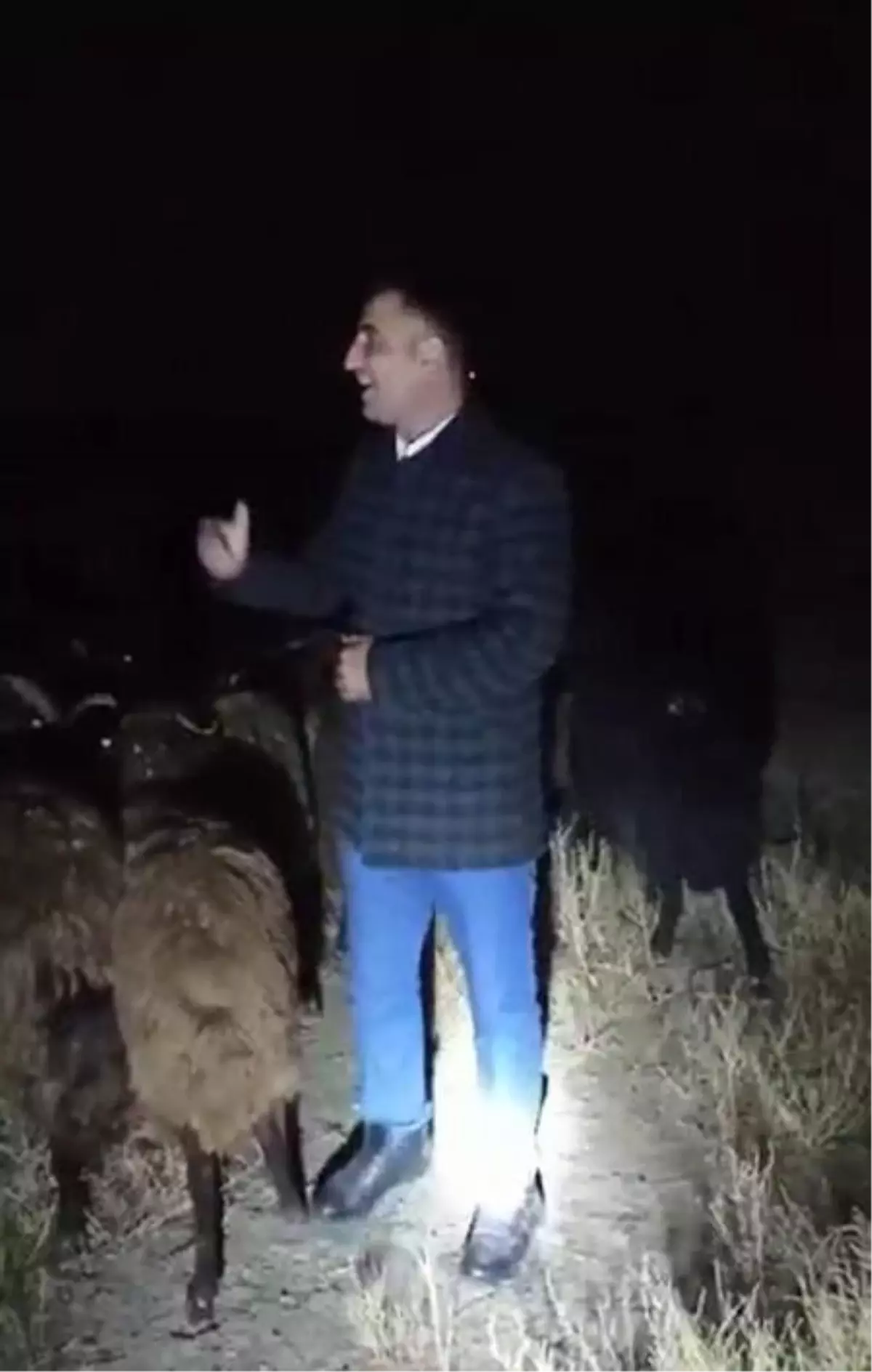 Son dakika haberleri: Çalınan 80 koyun bulundu, muhtar sosyal medyadan yayınla jandarmaya teşekkür etti