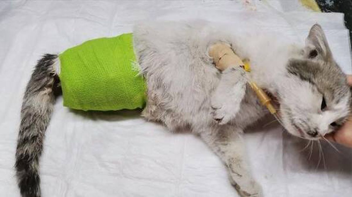 Patilerinin büyü için kesildiği iddia edilen kedi, hayata tutunamadı