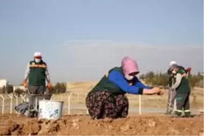 Gölbaşı Belediyesi Sevgi Çiçeği Rezerv Alanları oluşturdu