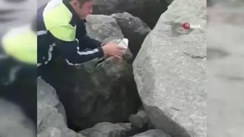 Kayaların arasına sıkışan yaralı martıyı trafik polisi kurtardı