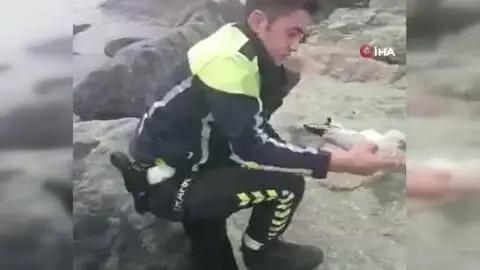 Kayaların arasına sıkışan yaralı martıyı trafik polisi kurtardı