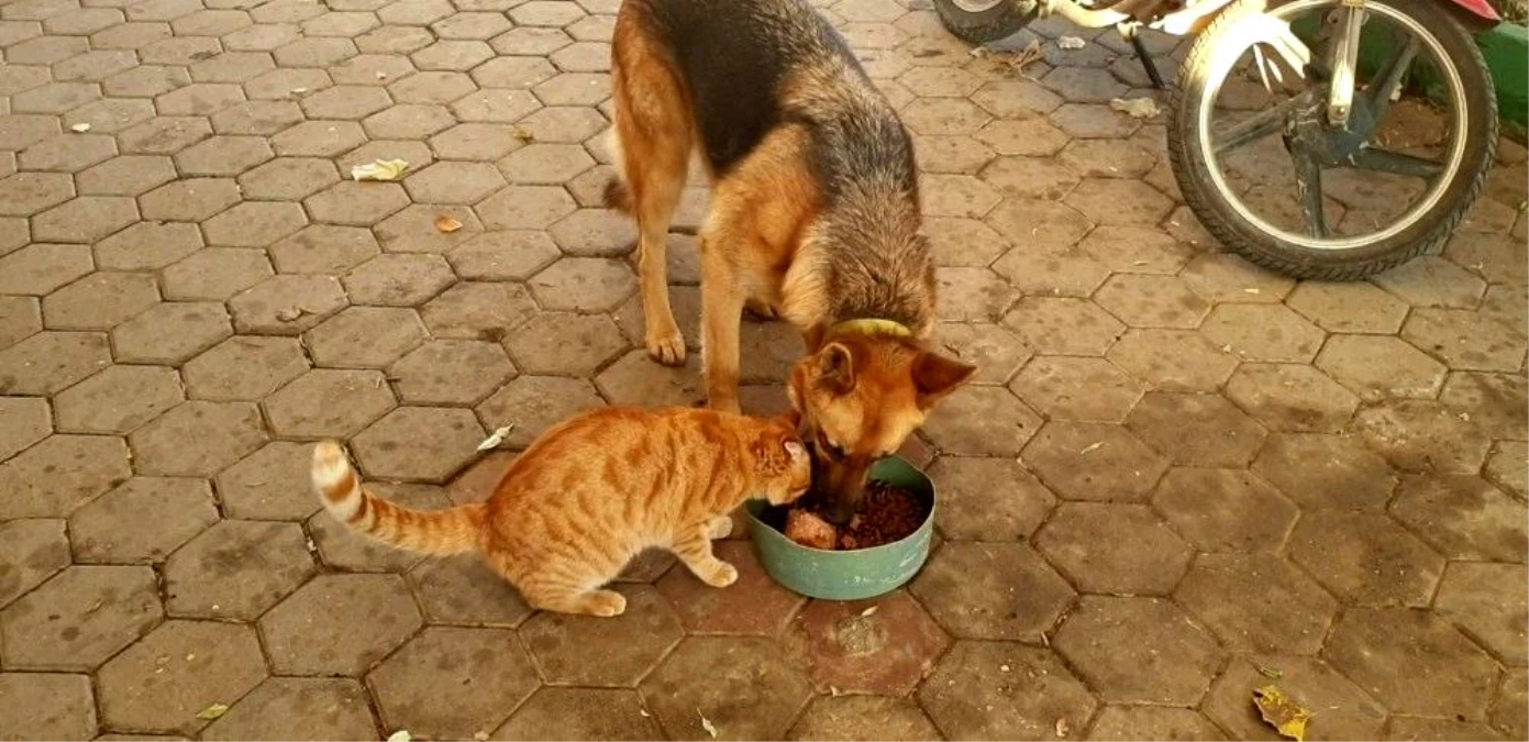 Kedi ile köpeğin şaşırtan dostluğu Haberler
