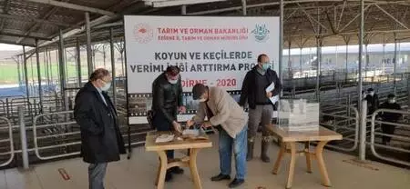 Edirne'de küçükbaş hayvan yetiştiricilerine damızlık koç dağıtıldı Edirne'de küçükbaş hayvan yetiştiricilerine damızlık koç dağıtıldı