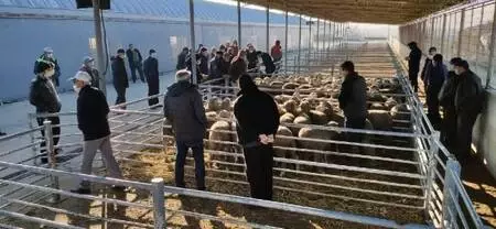 Edirne'de küçükbaş hayvan yetiştiricilerine damızlık koç dağıtıldı Edirne'de küçükbaş hayvan yetiştiricilerine damızlık koç dağıtıldı