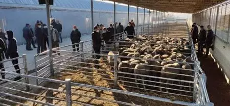Edirne'de küçükbaş hayvan yetiştiricilerine damızlık koç dağıtıldı Edirne'de küçükbaş hayvan yetiştiricilerine damızlık koç dağıtıldı