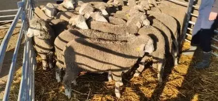 Edirne'de küçükbaş hayvan yetiştiricilerine damızlık koç dağıtıldı Edirne'de küçükbaş hayvan yetiştiricilerine damızlık koç dağıtıldı