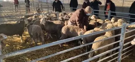 Edirne'de küçükbaş hayvan yetiştiricilerine damızlık koç dağıtıldı Edirne'de küçükbaş hayvan yetiştiricilerine damızlık koç dağıtıldı