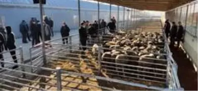 Edirne'de küçükbaş hayvan yetiştiricilerine damızlık koç dağıtıldı Edirne'de küçükbaş hayvan yetiştiricilerine damızlık koç dağıtıldı