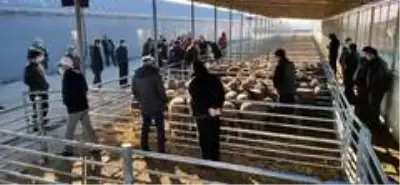 Edirne'de küçükbaş hayvan yetiştiricilerine damızlık koç dağıtıldı Edirne'de küçükbaş hayvan yetiştiricilerine damızlık koç dağıtıldı