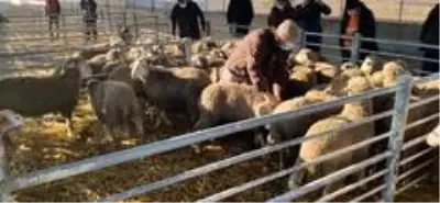 Edirne'de küçükbaş hayvan yetiştiricilerine damızlık koç dağıtıldı Edirne'de küçükbaş hayvan yetiştiricilerine damızlık koç dağıtıldı