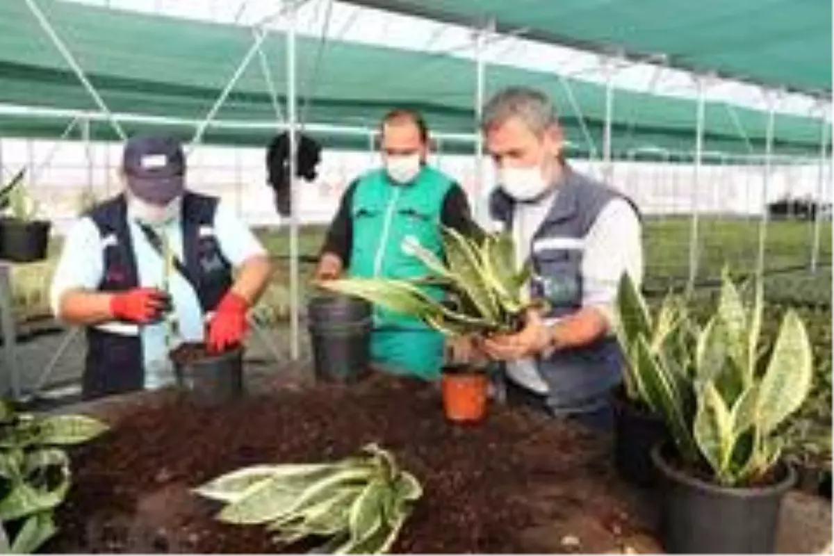 Yaşam Bahçesi'ndeki bitkilerin üretimi başladı