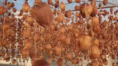 - Cennet hurması, altın yılını yaşıyor - Cennet hurması, altın yılını yaşıyor