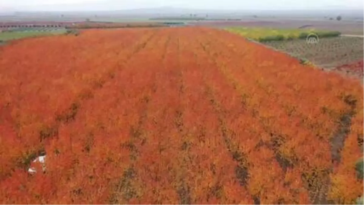 (DRONE) Amanoslar sonbahar renkleriyle kartpostallık görüntüler oluşturdu