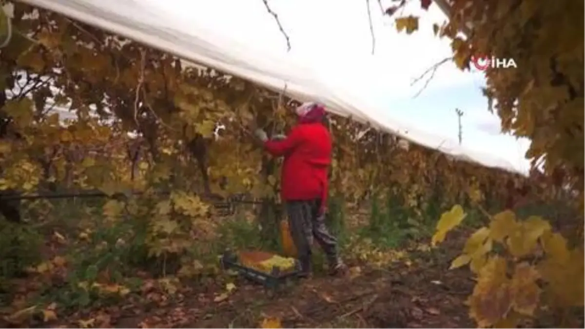 Manisa'da kış ayında üzüm hasadı