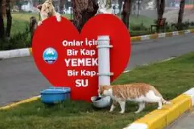 Söke'de Pandemi sürecinde sokak hayvanları aç kalmayacak Söke'de Pandemi sürecinde sokak hayvanları aç kalmayacak