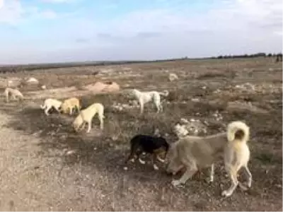 Vatandaştan 'Bu köpeklere biri baksın' çağrısı Vatandaştan 'Bu köpeklere biri baksın' çağrısı