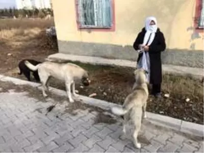 Vatandaştan 'Bu köpeklere biri baksın' çağrısı Vatandaştan 'Bu köpeklere biri baksın' çağrısı