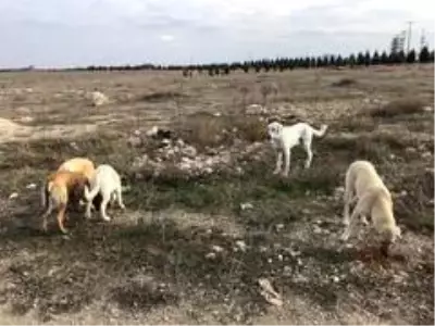 Vatandaştan 'Bu köpeklere biri baksın' çağrısı Vatandaştan 'Bu köpeklere biri baksın' çağrısı