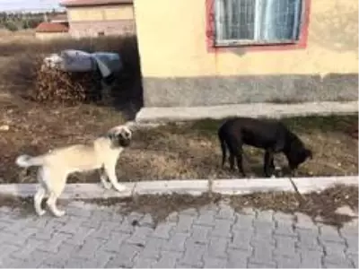 Vatandaştan 'Bu köpeklere biri baksın' çağrısı Vatandaştan 'Bu köpeklere biri baksın' çağrısı