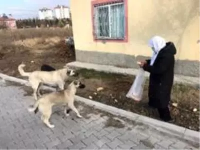Vatandaştan 'Bu köpeklere biri baksın' çağrısı Vatandaştan 'Bu köpeklere biri baksın' çağrısı