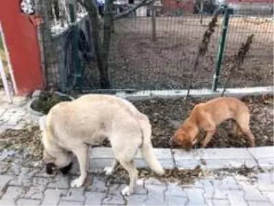 Vatandaştan 'Bu köpeklere biri baksın' çağrısı Vatandaştan 'Bu köpeklere biri baksın' çağrısı