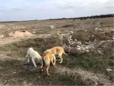 Vatandaştan 'Bu köpeklere biri baksın' çağrısı Vatandaştan 'Bu köpeklere biri baksın' çağrısı