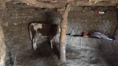 Aynı köyden 3 yılda 100 büyükbaş hayvan çalındı, ahırlar boş kaldı Aynı köyden 3 yılda 100 büyükbaş hayvan çalındı, ahırlar boş kaldı