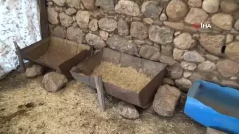 Aynı köyden 3 yılda 100 büyükbaş hayvan çalındı, ahırlar boş kaldı Aynı köyden 3 yılda 100 büyükbaş hayvan çalındı, ahırlar boş kaldı