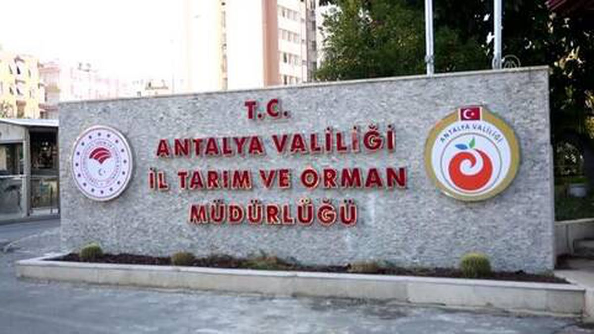Balıkçılar balon balığı kuyruk alımına ilgi gösterdi