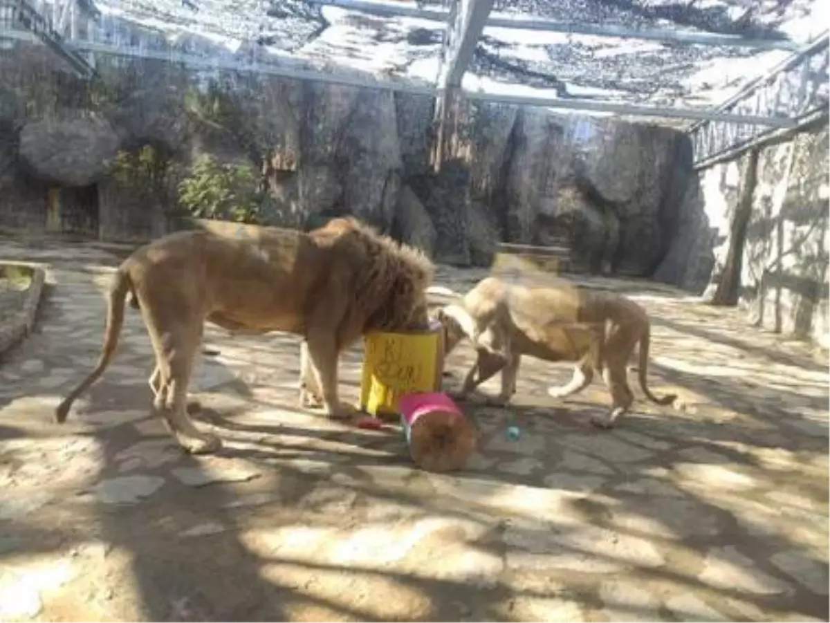 Beyaz aslana doğum günü sürprizi