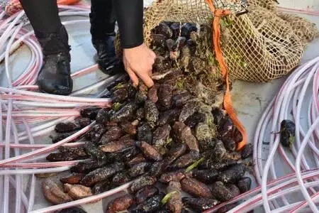 Bodrum'da 'deniz patlıcanı' denetimi Bodrum'da 'deniz patlıcanı' denetimi