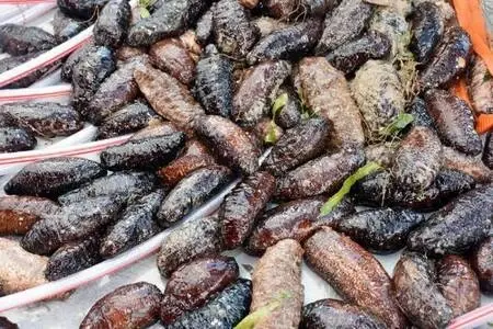 Bodrum'da 'deniz patlıcanı' denetimi Bodrum'da 'deniz patlıcanı' denetimi