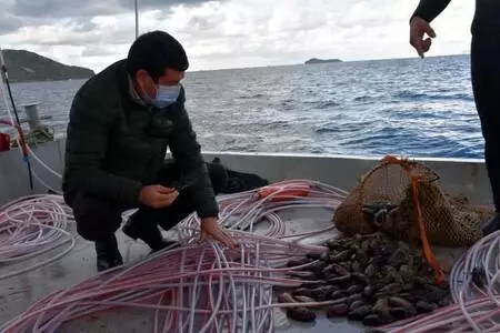 Bodrum'da 'deniz patlıcanı' denetimi Bodrum'da 'deniz patlıcanı' denetimi