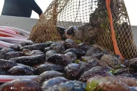 Bodrum'da 'deniz patlıcanı' denetimi Bodrum'da 'deniz patlıcanı' denetimi