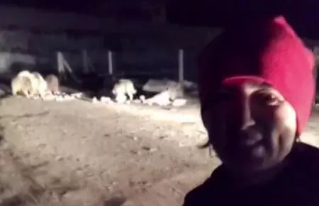 İlçe merkezine inen ayı ve yavrularıyla selfie İlçe merkezine inen ayı ve yavrularıyla selfie