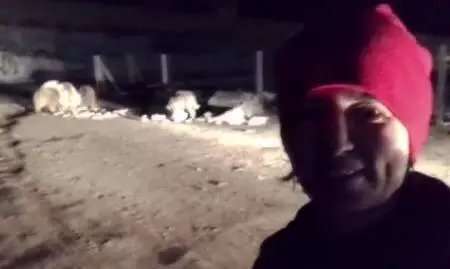 İlçe merkezine inen ayı ve yavrularıyla selfie İlçe merkezine inen ayı ve yavrularıyla selfie