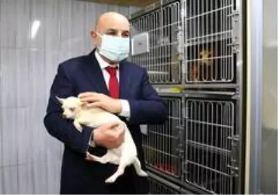 - Keçiören'deki köpekleri sahiplenmek için yoğun talep - Keçiören'deki köpekleri sahiplenmek için yoğun talep