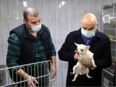 - Keçiören'deki köpekleri sahiplenmek için yoğun talep - Keçiören'deki köpekleri sahiplenmek için yoğun talep