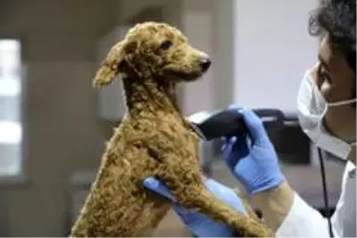 - Keçiören'deki köpekleri sahiplenmek için yoğun talep - Keçiören'deki köpekleri sahiplenmek için yoğun talep