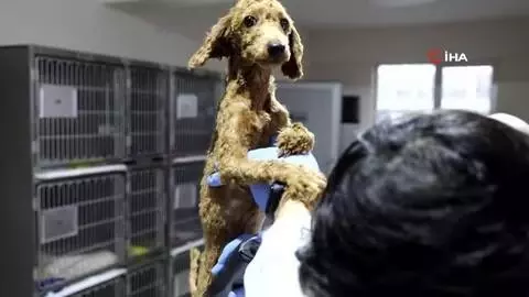 - Keçiören'deki köpekleri sahiplenmek için yoğun talep - Keçiören'deki köpekleri sahiplenmek için yoğun talep