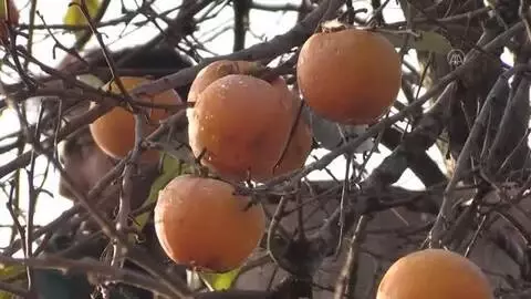 Kocaali Cennet Hurması Kurusu coğrafi işaret bekliyor