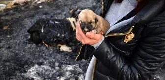 Konya'da kulübeleri yakılan 9 yavru köpek yanarak can verdi