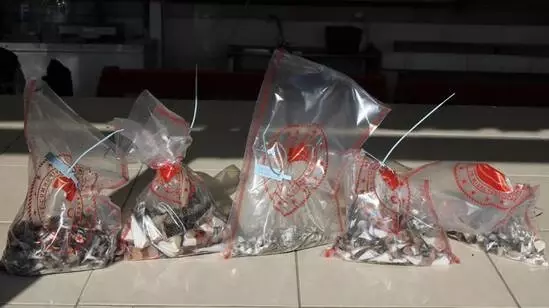 Kuyruk başına 5 TL ödeme yapılıyor! Antalyalı balıkçı, 400 adet balon balığı kuyruğuyla geldi Kuyruk başına 5 TL ödeme yapılıyor! Antalyalı balıkçı, 400 adet balon balığı kuyruğuyla geldi