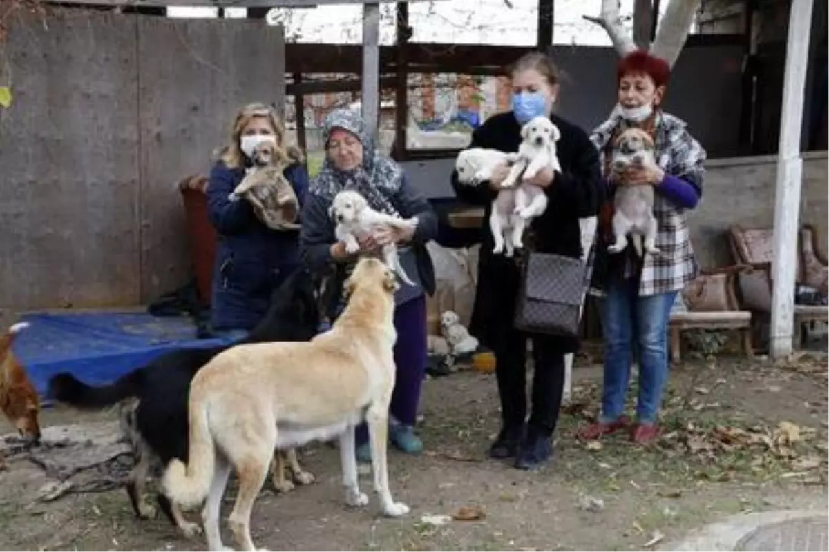 14 yavru ve annesine sahip çıkan hayvanseverlerden, şiddet tepkisi