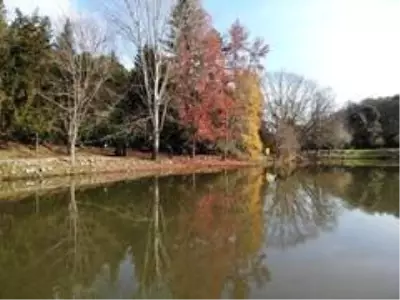 Son dakika haberi: Atatürk Arboretumu'nda sonbahar manzarası Son dakika haberi: Atatürk Arboretumu'nda sonbahar manzarası