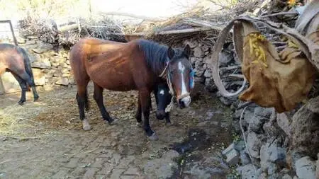 Atını kaçırarak işkence edenlerin dövdüğü çiftçinin gözünü kaybetme riski var Atını kaçırarak işkence edenlerin dövdüğü çiftçinin gözünü kaybetme riski var