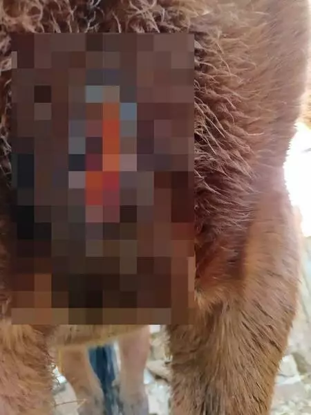 Atını kaçırarak işkence edenlerin dövdüğü çiftçinin gözünü kaybetme riski var Atını kaçırarak işkence edenlerin dövdüğü çiftçinin gözünü kaybetme riski var