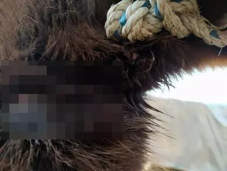 Atını kaçırarak işkence edenlerin dövdüğü çiftçinin gözünü kaybetme riski var Atını kaçırarak işkence edenlerin dövdüğü çiftçinin gözünü kaybetme riski var