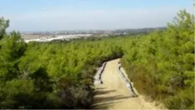 Bal ormanı arıcıların akınına uğruyor Bal ormanı arıcıların akınına uğruyor