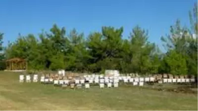 Bal ormanı arıcıların akınına uğruyor Bal ormanı arıcıların akınına uğruyor